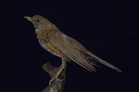 藏品(赤腹鶇)的圖片